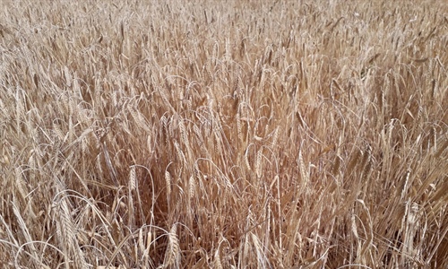 La siniestralidad del seguro agrario super los 640 millones de euros...