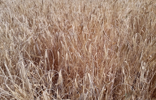 La siniestralidad del seguro agrario super los 640 millones de euros...