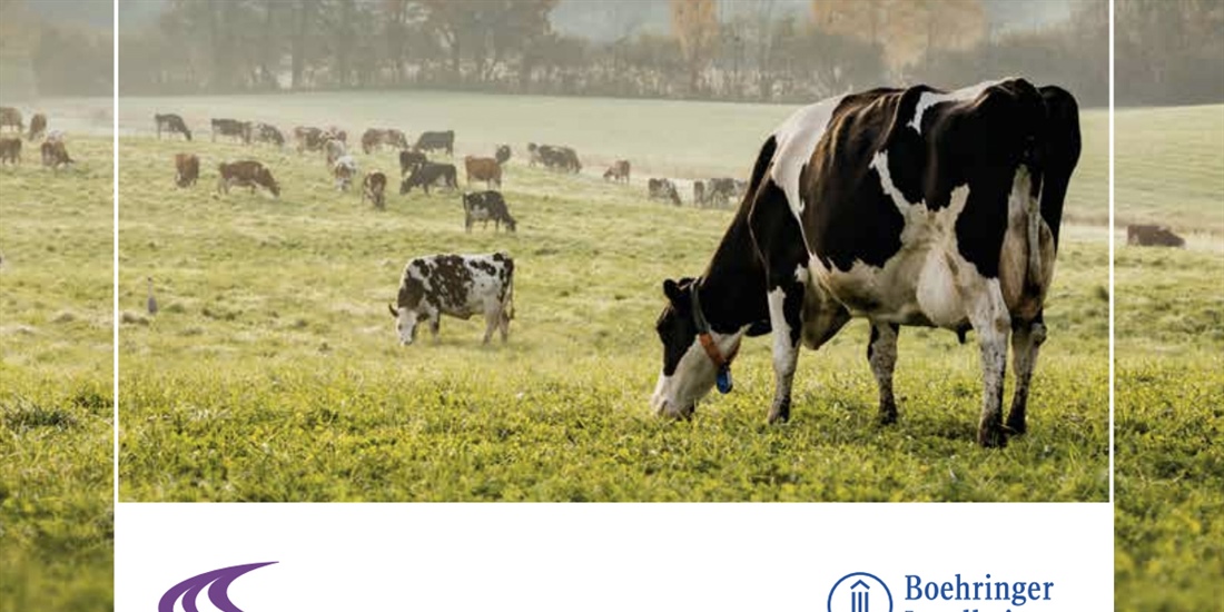 Boehringer Ingelheim pone en marcha un proyecto para la mejora del...