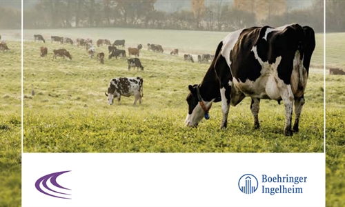 Boehringer Ingelheim pone en marcha un proyecto para la mejora del...