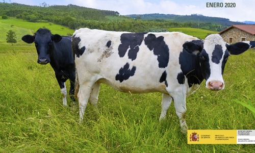 El precio medio en origen de la leche de vaca abre 2020 a 0,336 euros/litro