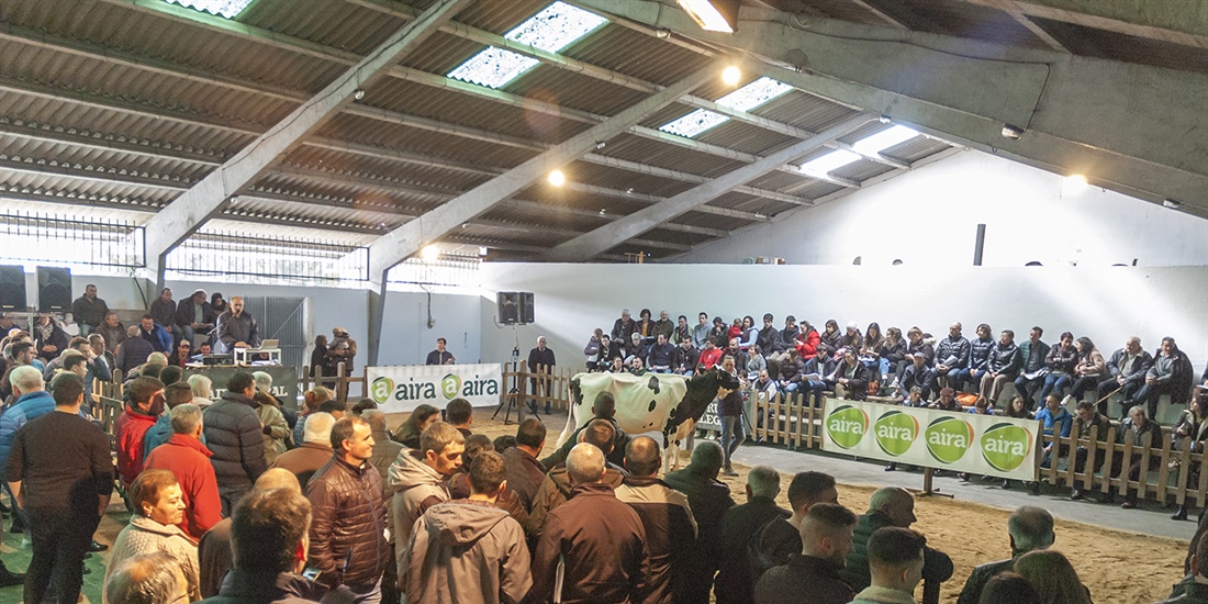 Se venden 19 animales en la subasta de ganado frisn de Chantada