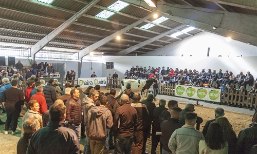 Se venden 19 animales en la subasta de ganado frisn de Chantada