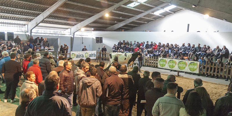 Se venden 19 animales en la subasta de ganado frisn de Chantada