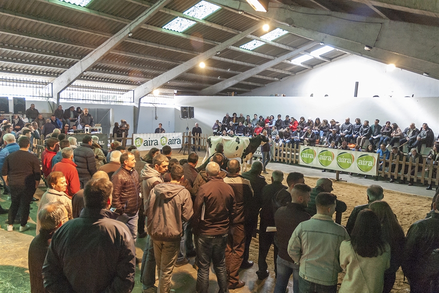 Se venden 19 animales en la subasta de ganado frisn de Chantada