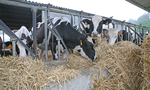 Las autoridades chinas recomiendan el consumo de lcteos para reforzar...