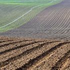 El Gobierno ampla en 20 das los perodos de suscripcin y de modificacin del seguro agrario