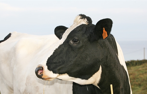 Recomendaciones del MAPA sobre los contratos lácteos próximos a vencer...