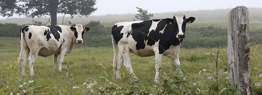 UPA denuncia la importaci�n de leche y derivados aprovechando la crisis...