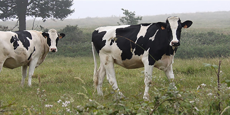 UPA denuncia la importacin de leche y derivados aprovechando la crisis del coronavirus