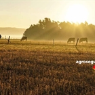 Agroseguro cumple hoy 40 años proporcionando protección al campo español