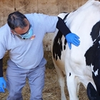 Pascual provee de mascarillas a sus ganaderos y agricultores durante la crisis del COVID-19