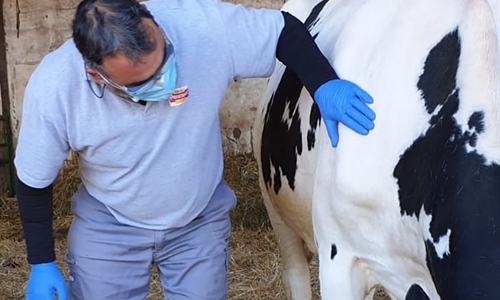 Pascual provee de mascarillas a sus ganaderos y agricultores durante la...