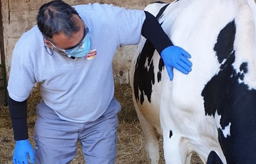 Pascual provee de mascarillas a sus ganaderos y agricultores durante la...