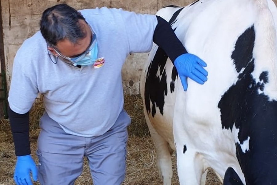 Pascual provee de mascarillas a sus ganaderos y agricultores durante la...