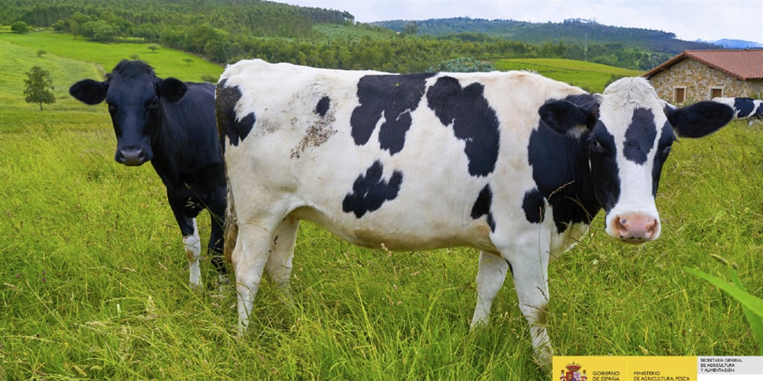 El precio medio en origen de la leche de vaca baja hasta los 0,333...