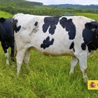 El precio medio en origen de la leche de vaca baja hasta los 0,333 euros/litro