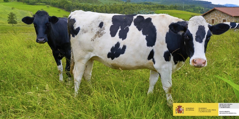 El precio medio en origen de la leche de vaca baja hasta los 0,333 euros/litro