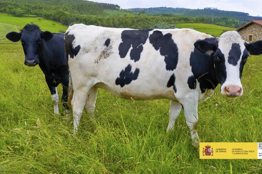 El precio medio en origen de la leche de vaca baja hasta los 0,333...