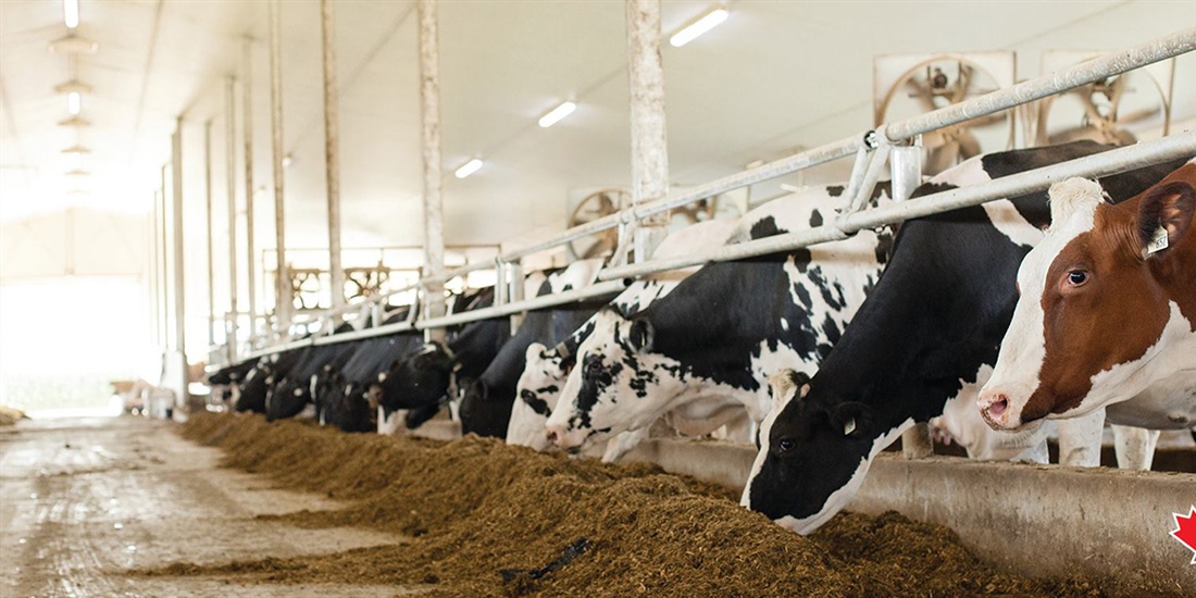 Holstein Canad� nombra nuevo director ejecutivo
