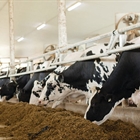 Holstein Canadá nombra nuevo director ejecutivo