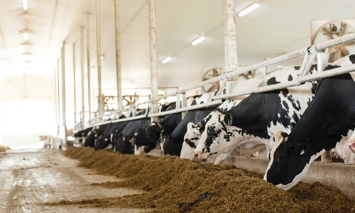 Holstein Canad nombra nuevo director ejecutivo