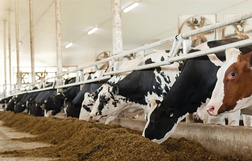 Holstein Canadá nombra nuevo director ejecutivo