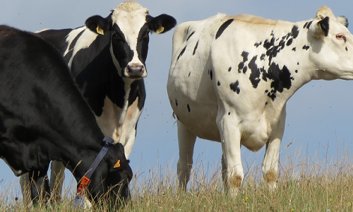 Se cancelan las XVIII Jornadas Tcnicas de Vacuno de Leche previstas...