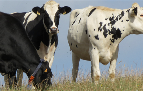 Se cancelan las XVIII Jornadas Tcnicas de Vacuno de Leche previstas...