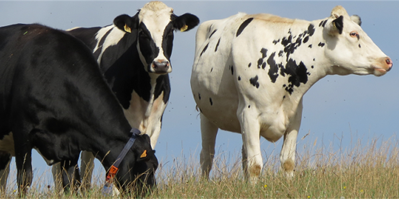 Se cancelan las XVIII Jornadas Tcnicas de Vacuno de Leche previstas para noviembre de 2020