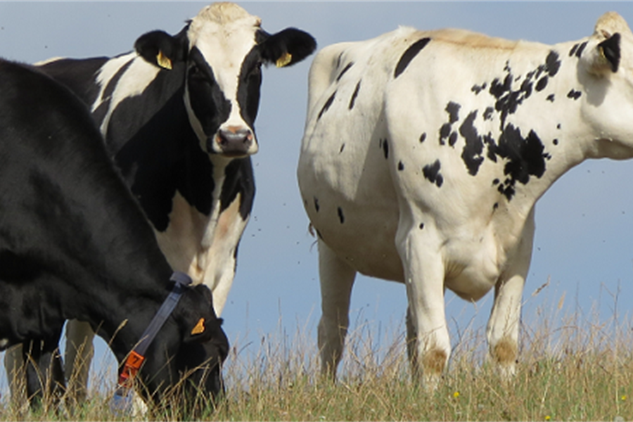 Se cancelan las XVIII Jornadas Tcnicas de Vacuno de Leche previstas...