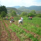 El Gobierno aprueba la prrroga de las medidas urgentes para  la contratacin temporal de trabajadores en el sector agrario