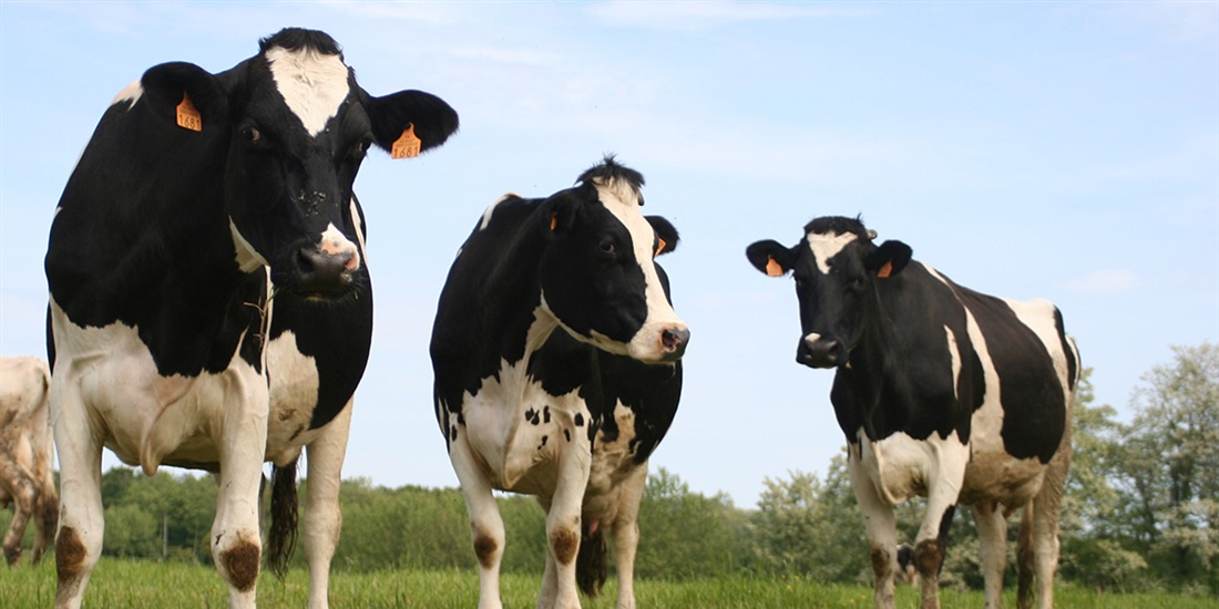 Uni�n de Uniones denuncia la bajada de un 25% de ganaderos de leche de...