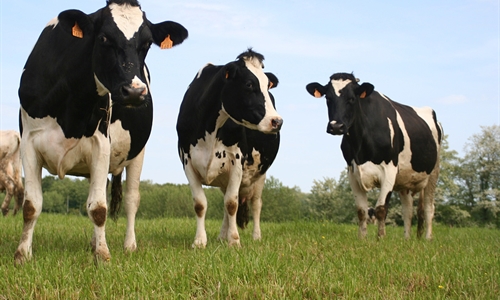 Unin de Uniones denuncia la bajada de un 25% de ganaderos de leche de...