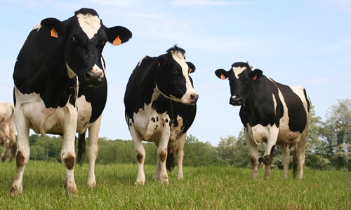 Unin de Uniones denuncia la bajada de un 25% de ganaderos de leche de...