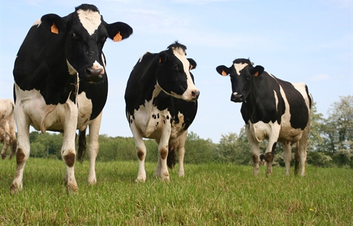 Unión de Uniones denuncia la bajada de un 25% de ganaderos de leche de...