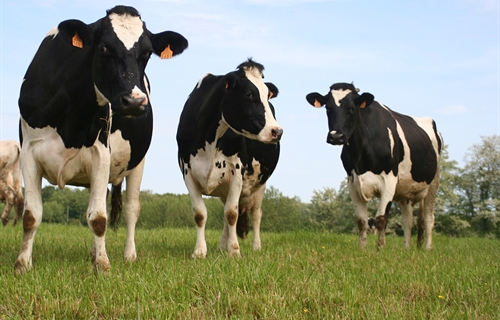 Unin de Uniones denuncia la bajada de un 25% de ganaderos de leche de...