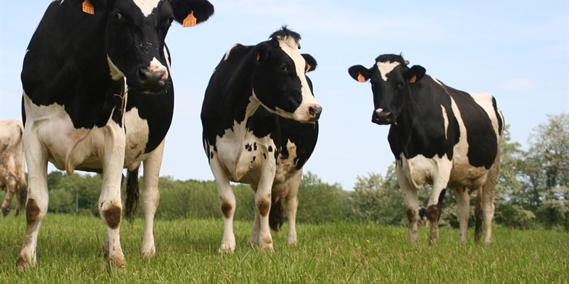 Unin de Uniones denuncia la bajada de un 25% de ganaderos de leche de vaca en los ltimos 5 aos