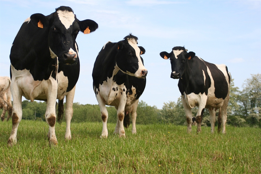 Unin de Uniones denuncia la bajada de un 25% de ganaderos de leche de...