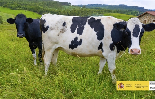 El precio en origen de la leche de vaca sube 1,84 % en abril hasta...