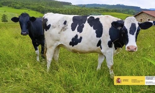 El precio en origen de la leche de vaca sube en España un 1,23 por...