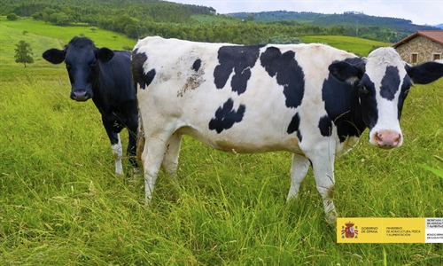 El precio en origen de la leche de vaca sube en Espaa un 1,23 por...