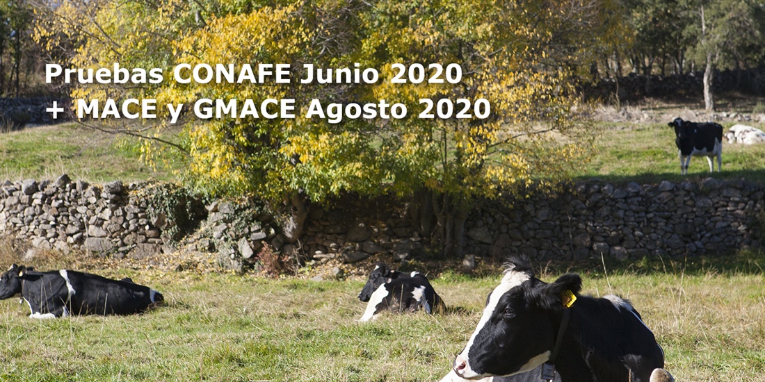 Nuevas pruebas CONAFE Junio 2020 + MACE y GMACE Agosto 2020