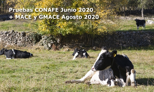 Nuevas pruebas CONAFE Junio 2020 + MACE y GMACE Agosto 2020