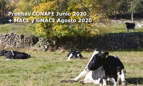 Nuevas pruebas CONAFE Junio 2020 + MACE y GMACE Agosto 2020