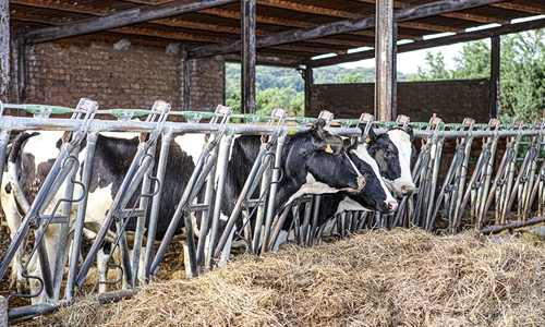 UCCL: La COVID fue una "excusa" para bajar los precios de la leche en...