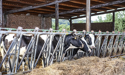 UCCL: La COVID fue una "excusa" para bajar los precios de la leche en...
