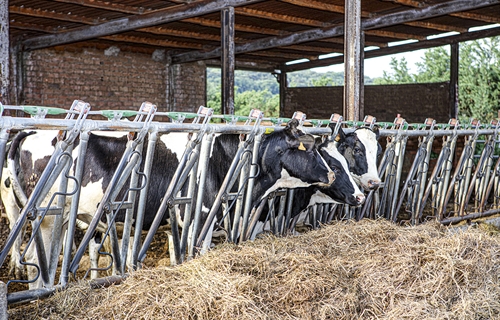 UCCL: “La COVID fue una "excusa" para bajar los precios de la leche en...