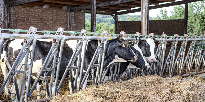 UCCL: La COVID fue una "excusa" para bajar los precios de la leche en origen