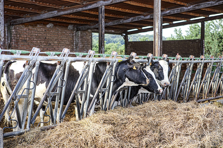UCCL: La COVID fue una "excusa" para bajar los precios de la leche en...